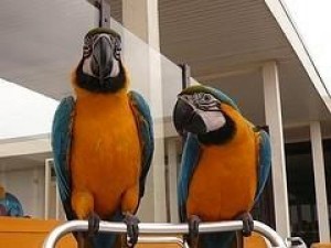 Well Trained Blue and Gold Macaw Parrots