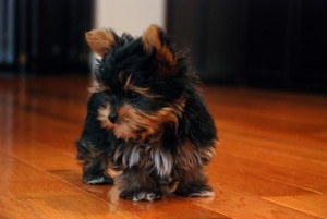 Female Yorkie Puppy Available