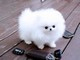 Charming Pomeranian Puppies for Adoption