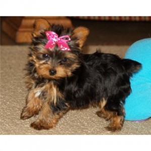 YORKIE PUPPIES