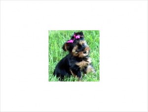 Yorkshire Terriers for Sale