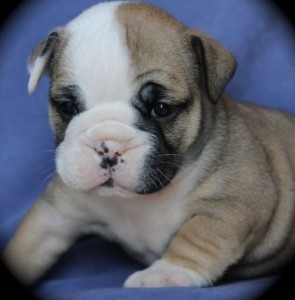 English Bulldog Puppies For Sale