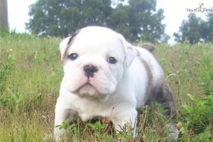 AKC English Bulldogs Ready