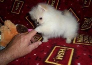 Purebred Pomeranian Puppies Available