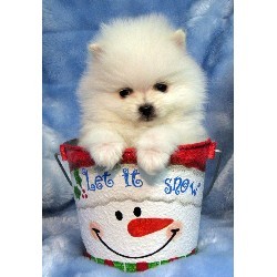 Pom Puppy for Sale