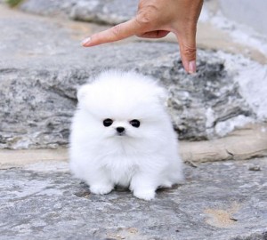 Pomeranian Puppy