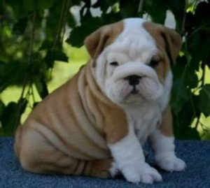 Male and Female English Bulldogs