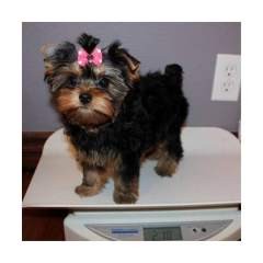 Teacup Yorkie Puppies Available for Adoption