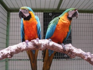 * Black palm cockatoo * Blue and gold macaw * Citron cockatoo