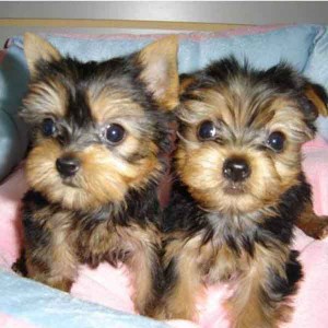 Teacup Yorkie Puppies FREE