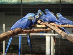 Parrots for Sale