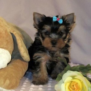Lovely Yorkie Puppy for Sale