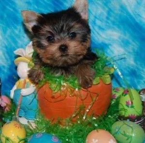 Teacup Yorkie Puppy