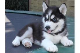 Cute Siberian Husky Puppies