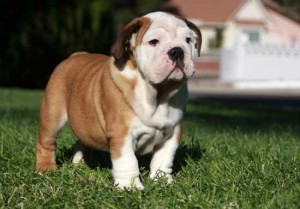 AKC ENGLISH BULLDOG