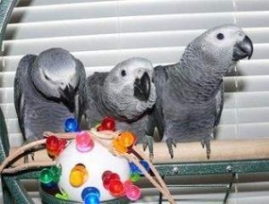 African Grey Parrots For Sale