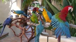 Adorable Blue and Gold Macaws for Adoption
