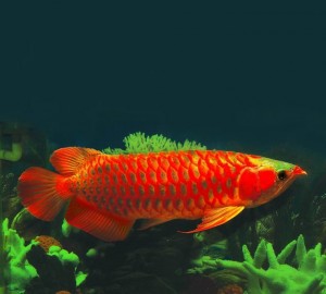 Live Arowana Fish