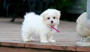 Two Maltese puppies