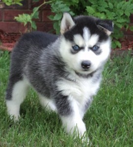 Siberian Husky Puppies for Sale