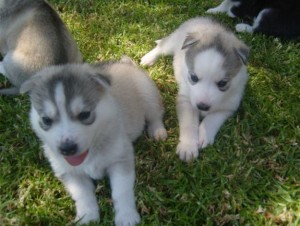 10 Week Old Siberian Huskies