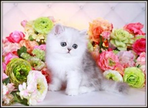 Himalayan Kittens for Sale
