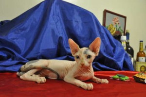 Sphynx Kittens for Sale