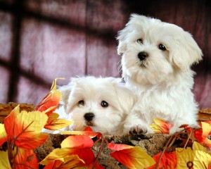 2 Maltese Puppies
