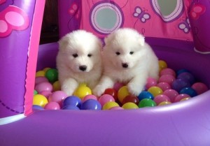 Samoyed Puppies for Sale