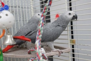 Tame African Grey Parrot with Corner Cage
