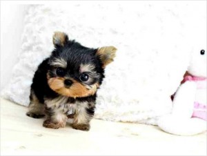 T-Cup Yorkie Puppies