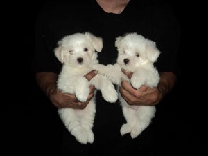 Maltese Puppies 10 Weeks Old Snowball White