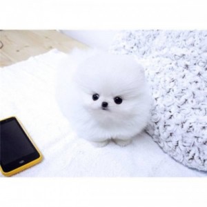 Micro Pomeranian Puppies for Sale