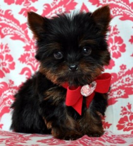 Teacup Yorkie Pups for Sale