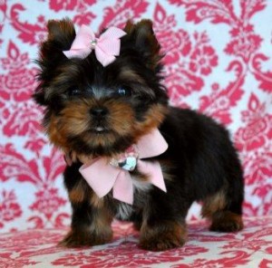 Lovely T-Cup Yorkie Puppies
