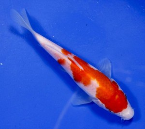 Live Koi Fish For Sale