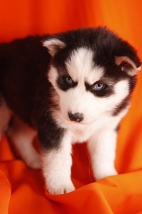 Siberian Husky Pups for Sale