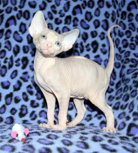 Absolutely Beautiful Female TICA Sphynx Kitten