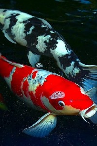 Freshwater Koi Fish For Sale