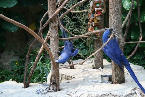 Hyacinth Macaw Parrots for Give Away