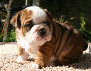 Rare English Bulldog Puppies For Adoption