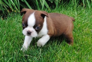 Boston Terrier for Sale