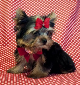 Teacup Yorkie Puppies For Adoption