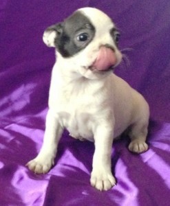 Gorgeous Boston Terrier Female Puppy
