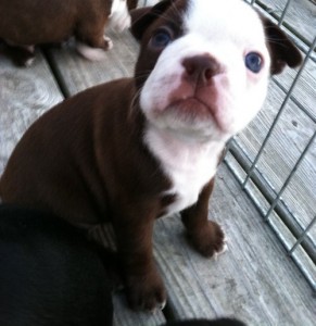 Chocolate/White Boston Terrier Puppies