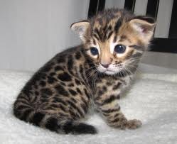 Healthy Bengal Kitten for Sale