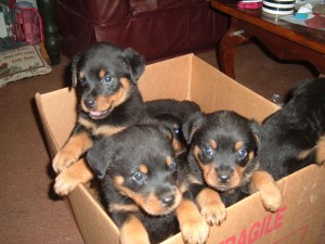 Gorgeous rottweiler puppies