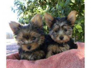 Yorkshire Puppies from Start Yorkie Kennel