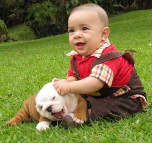 Lovely English Bulldog Puppies