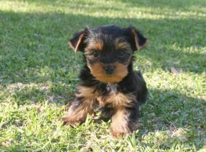 YORKIE PUPPIES VERY CHEAP